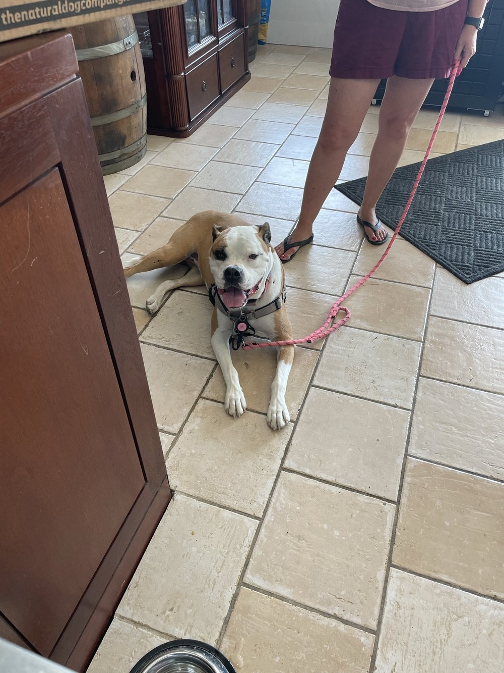 The Vault Pet Supplies