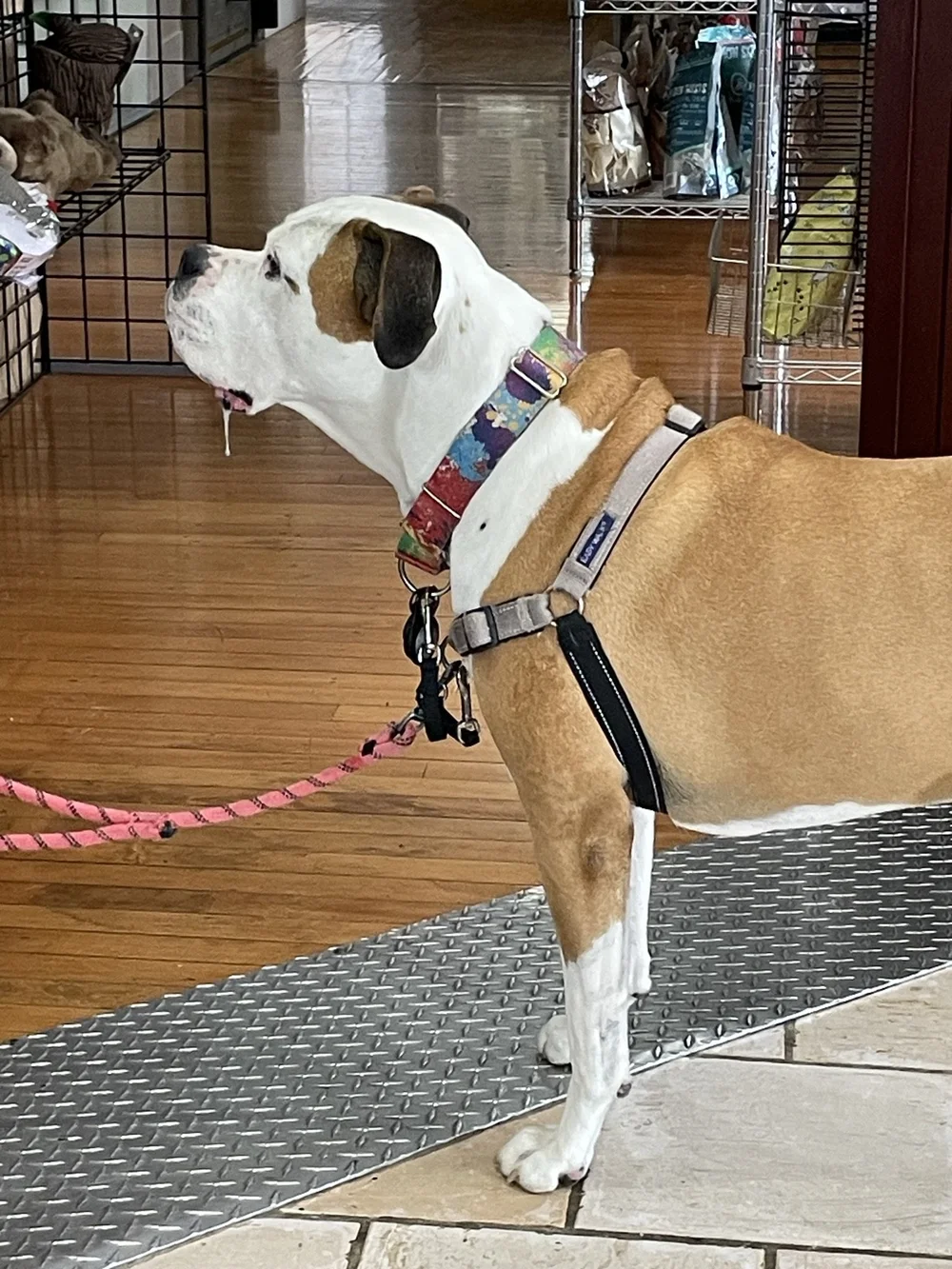 The Vault Pet Supplies