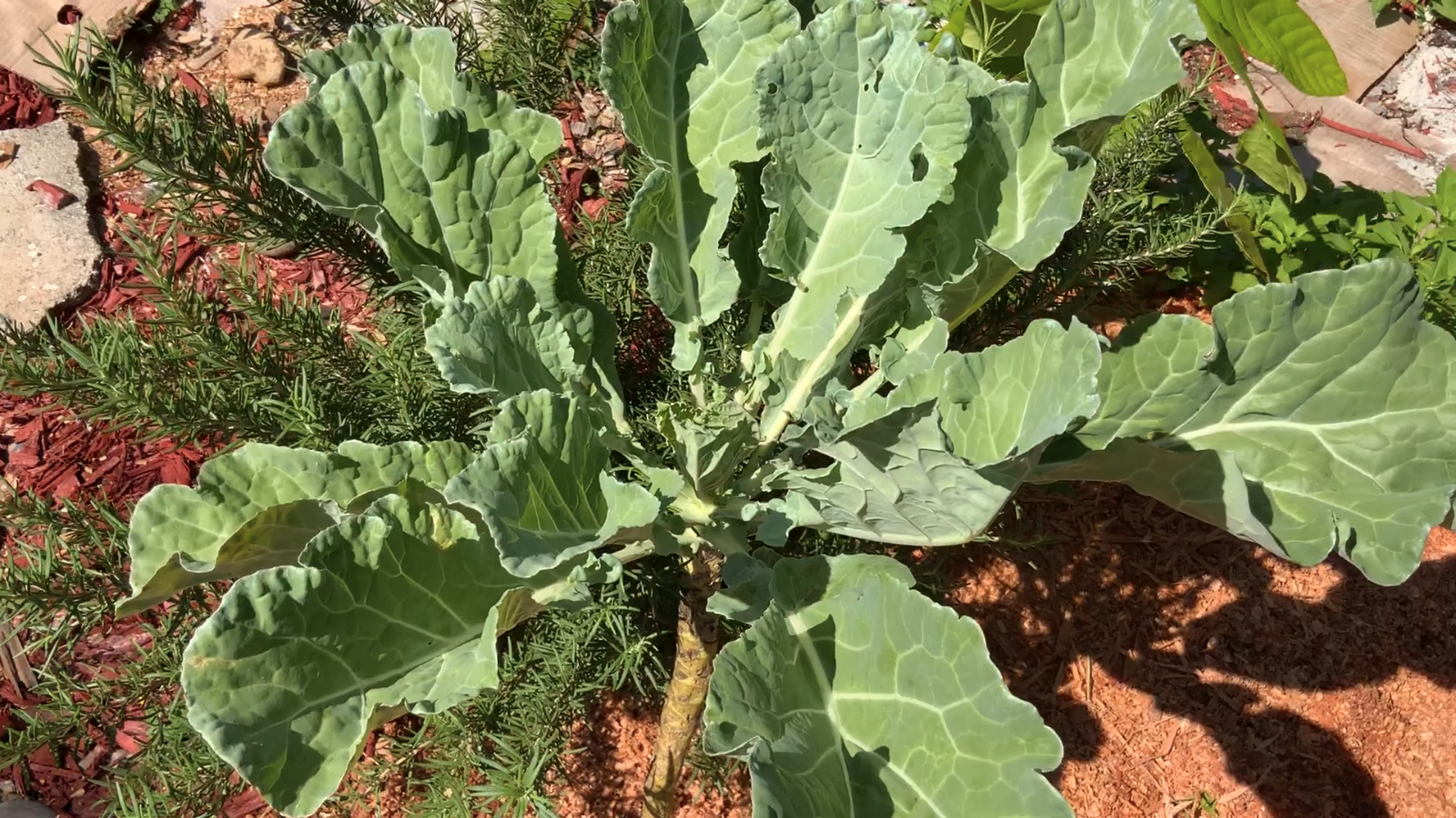 Screen Shot 2023-08-22 at 9.23.01 AM.png