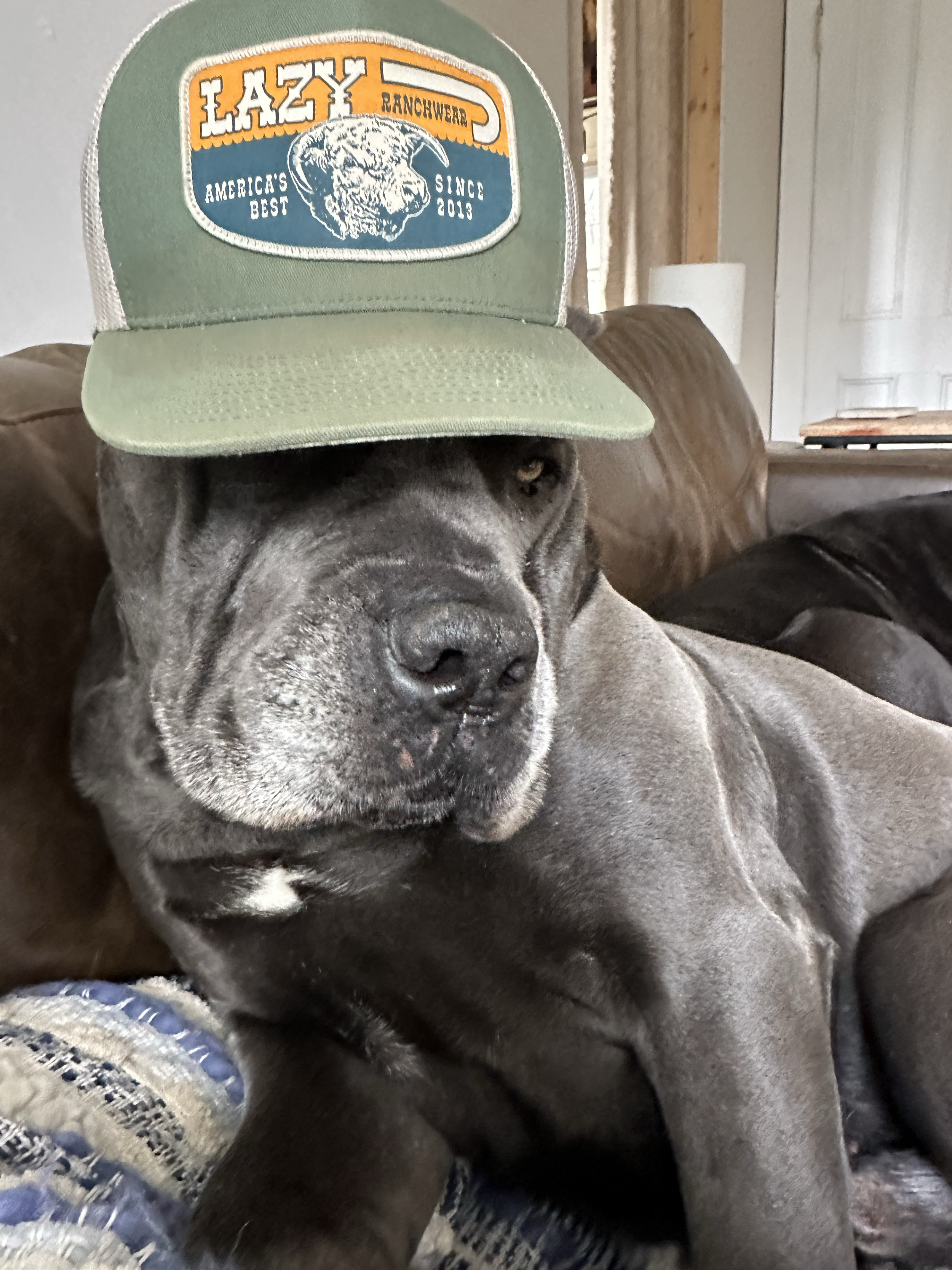 A large gray dog wearing a green trucker hat with a patch that reads "Lazy Ranchwear" and a logo featuring a bison, sitting on a brown leather couch in a cozy room. Cane Corso dog