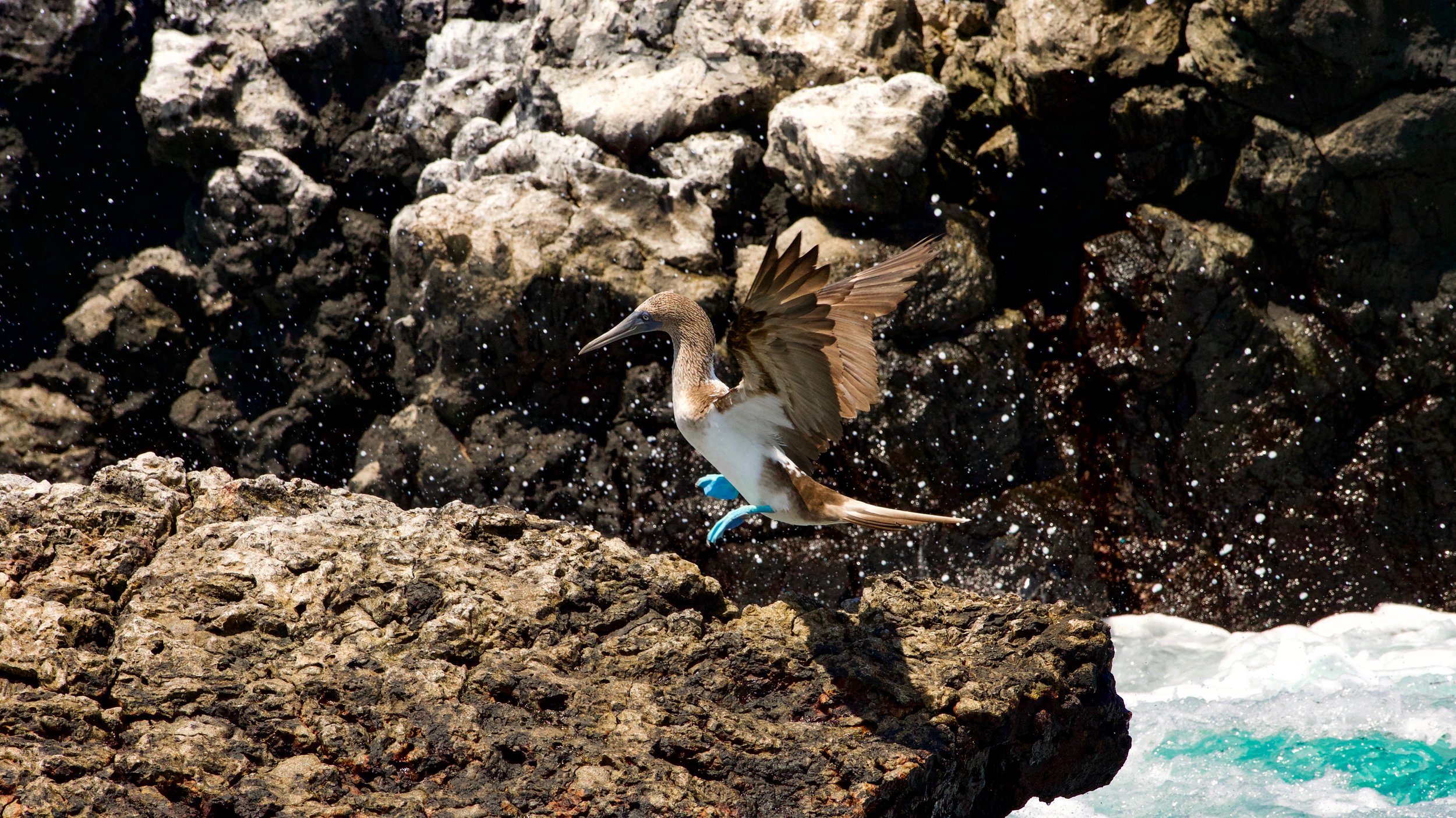 The Galapagos Islands, Ecuador