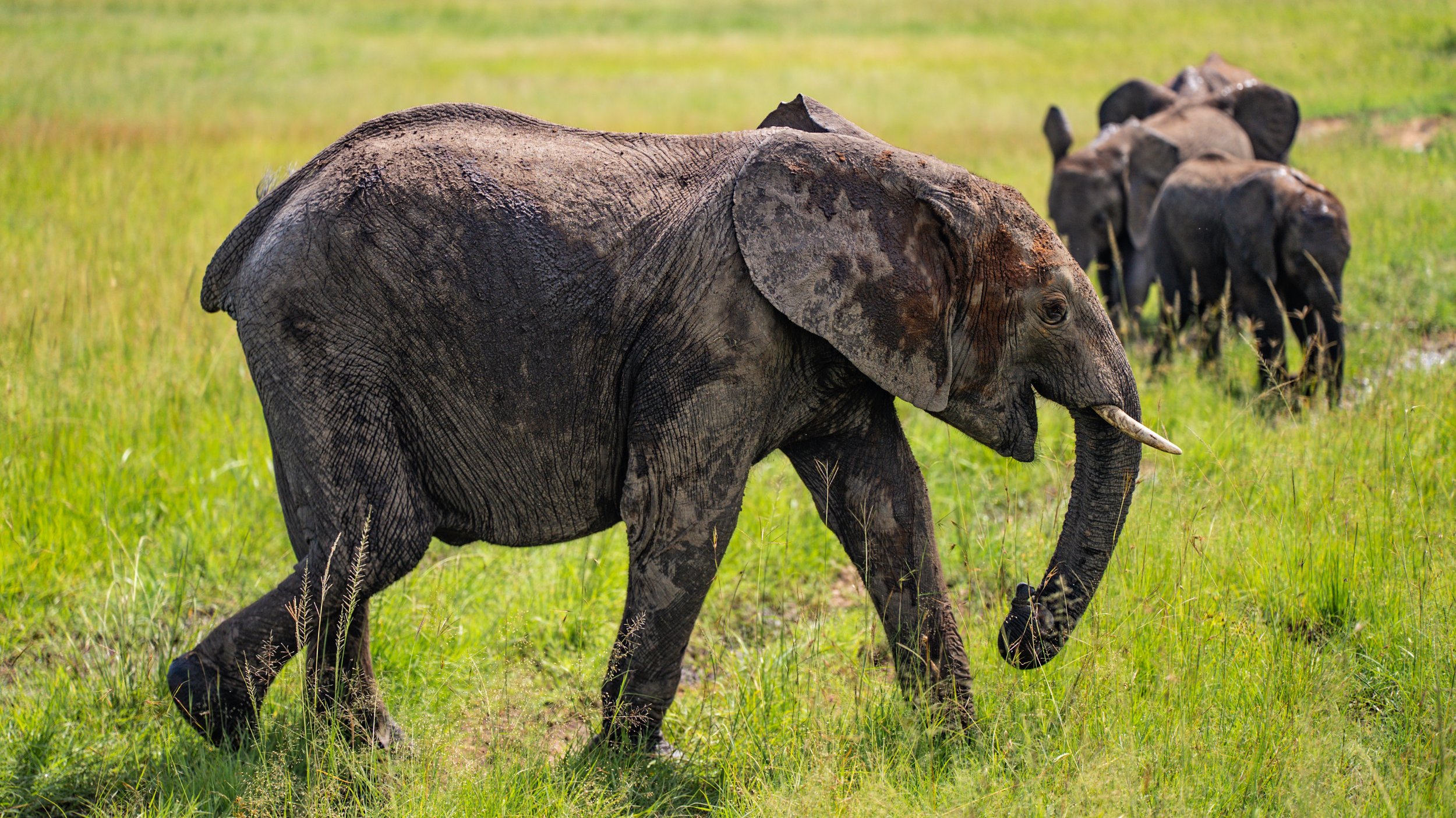 Maasai Mara, Kenya, Africa