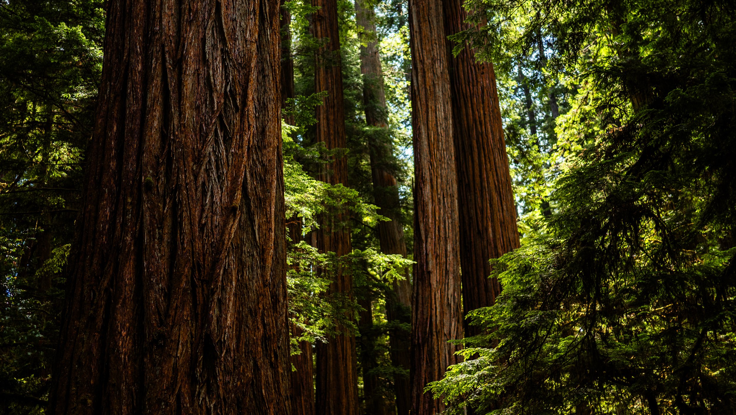 The Redwood Forest, California