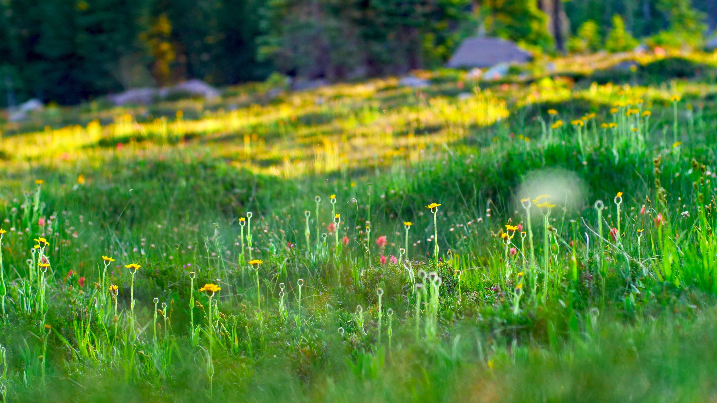 Panther Meadows, Mount Shasta, California