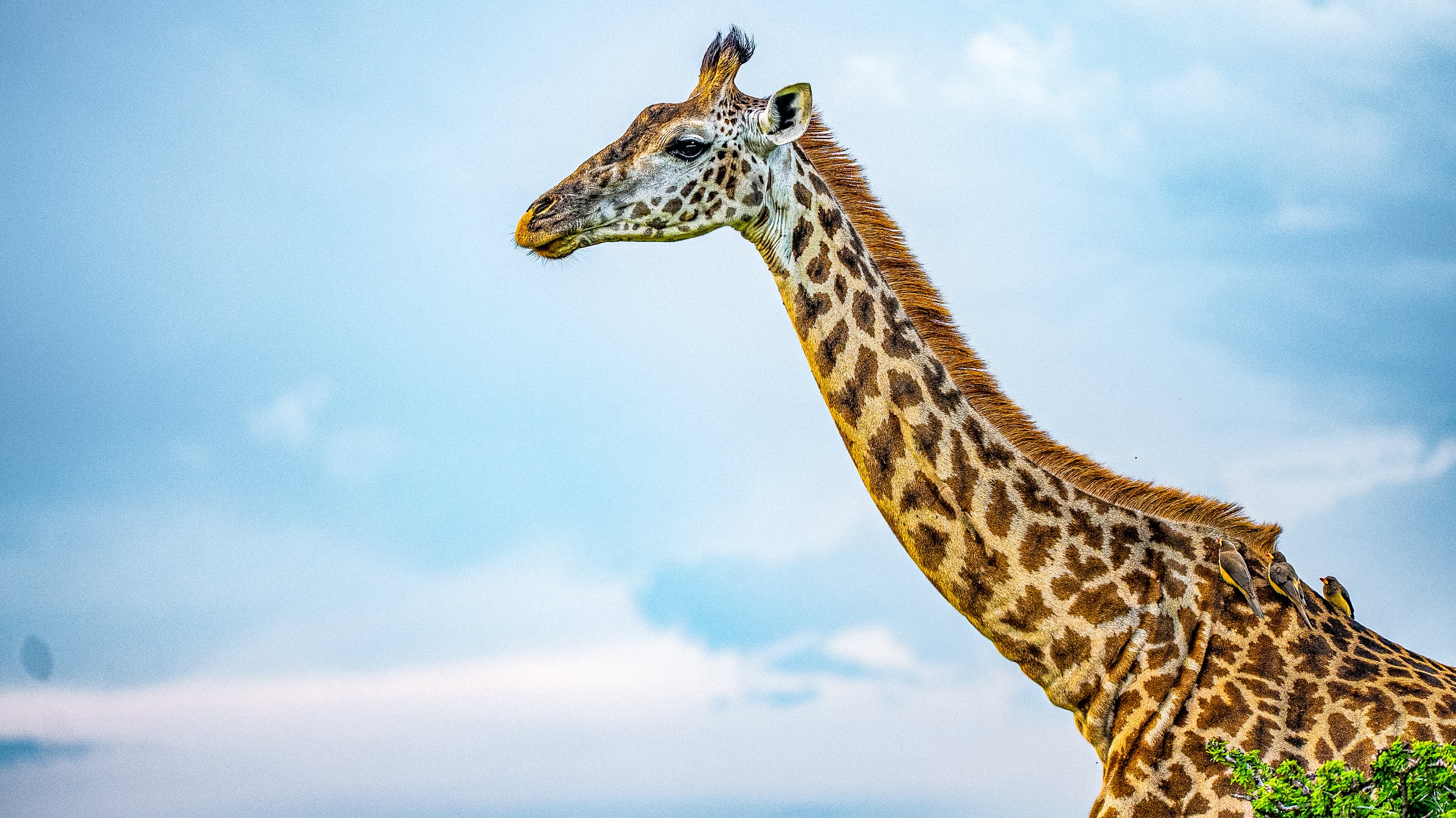Maasai Mara, Kenya, Africa