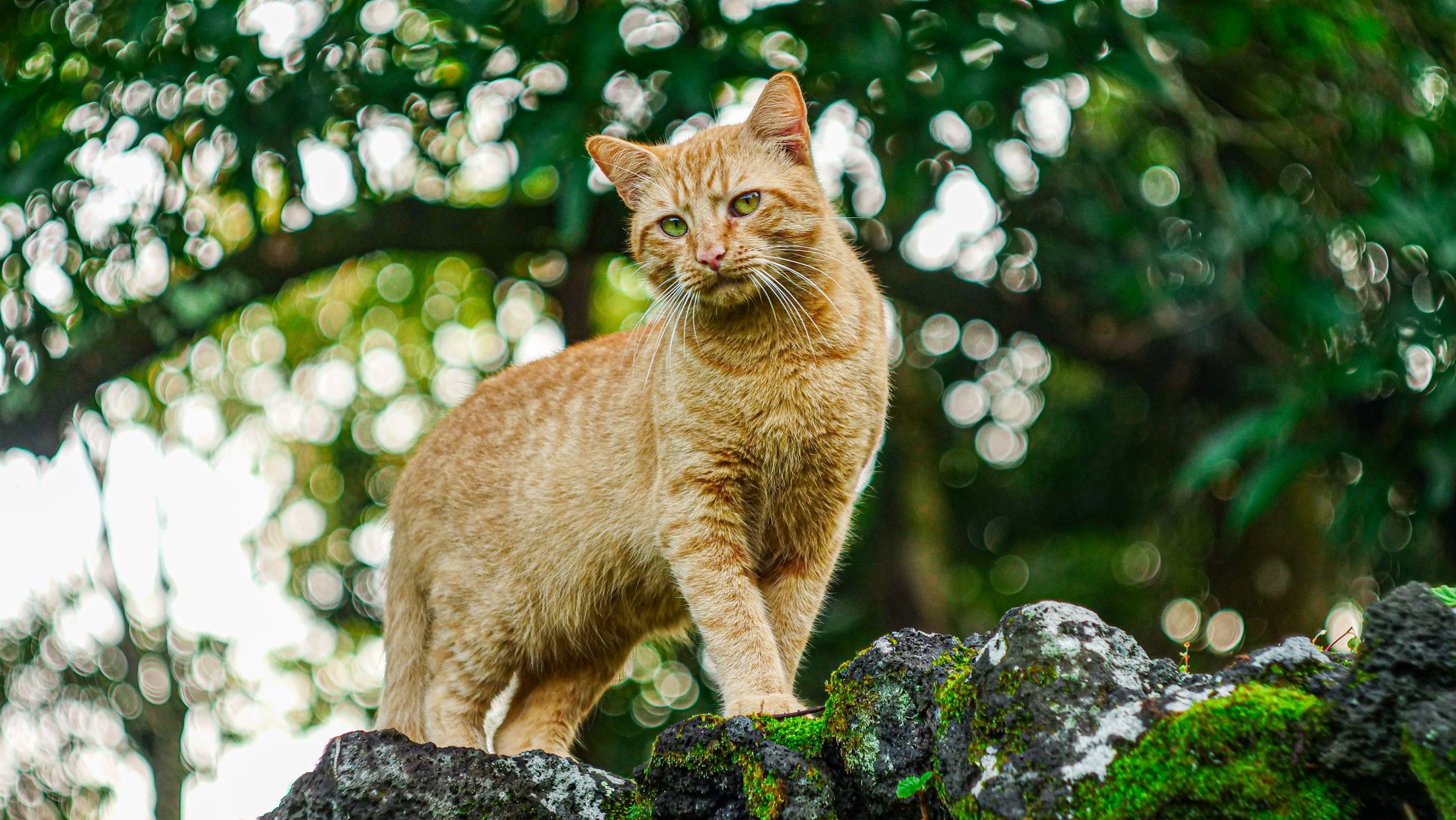Shamus-I, The Big Island, Hawaii