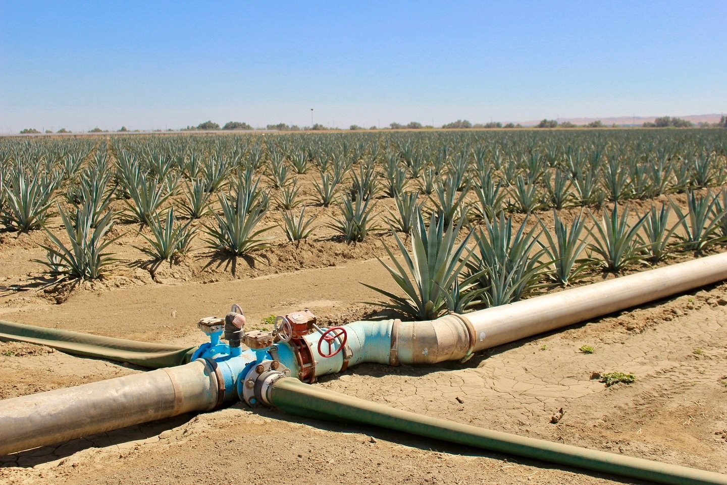 As our summers are longer and hotter than those in Mexico, and they don&rsquo;t drop 30+ inches of rainfall, we&rsquo;ve decided to use drip irrigation. Even though agave are desert crops, they do get thirsty and could use a little &ldquo;sip&rdquo; 
