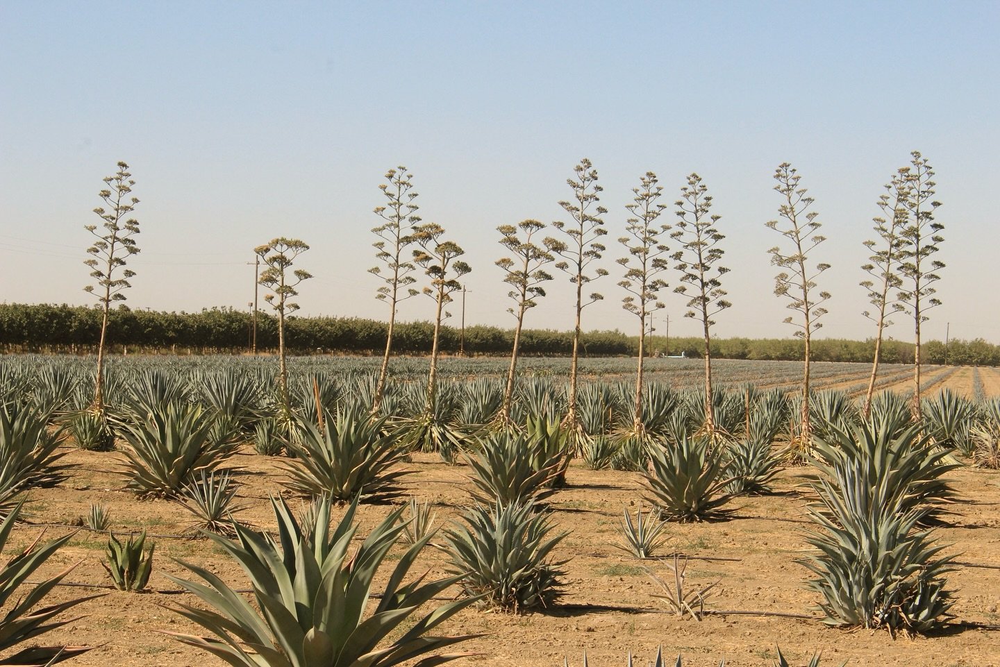 Agave tequilana Yolo that have &ldquo;shot&rdquo; their quiotes. The plants energy leaves the pi&ntilde;a (core of the plant) to produce the quiote (long flowering stock) for reproduction. The mother plant withers and dies and becomes unstable and ca