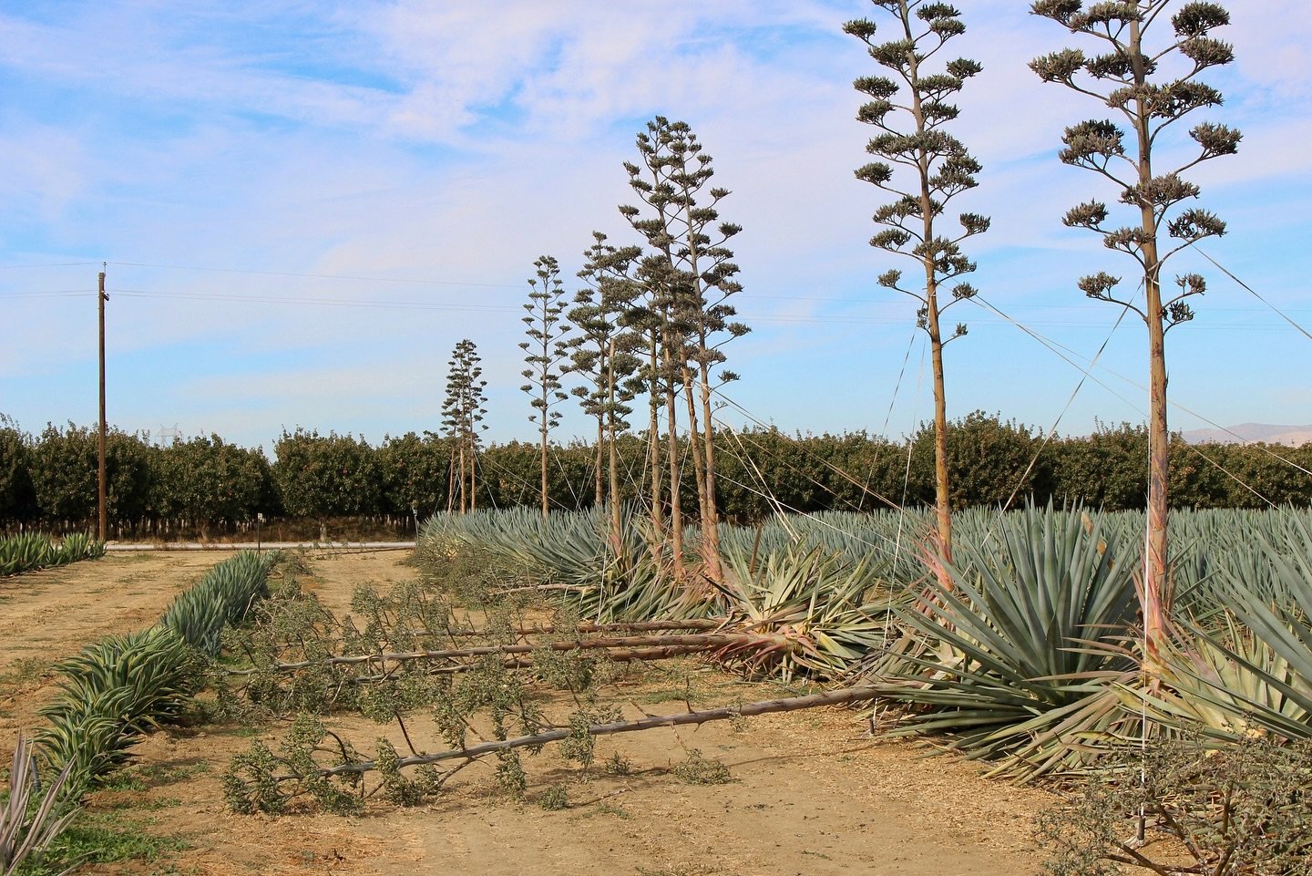 Tough day to be a quiote in the wind. Although these plants may seem like they can take on the elements, they unfortunately tend to fall over from the slightest breeze at the end of their lives. We can quickly spot which plants are starting to tilt a