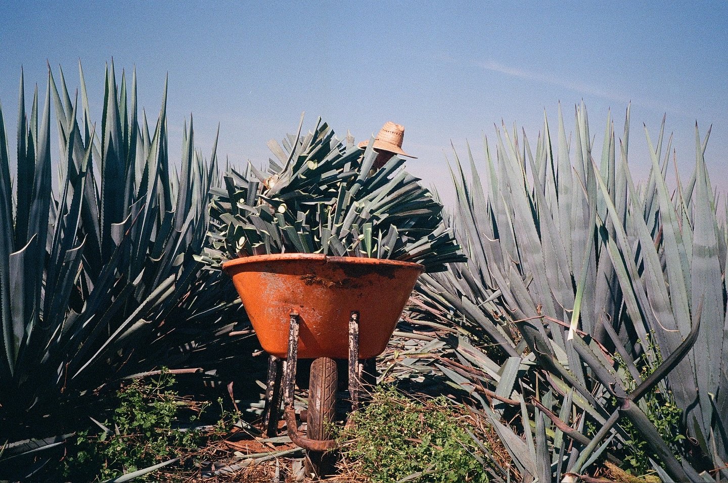 GROWERS! We are now accepting orders for Agave tequilana var. weber azul and Agave angustifolia var. espadin, which we are importing from Mexico for spring planting in 2025. If you would like to secure your plants, please specify the type and quantit