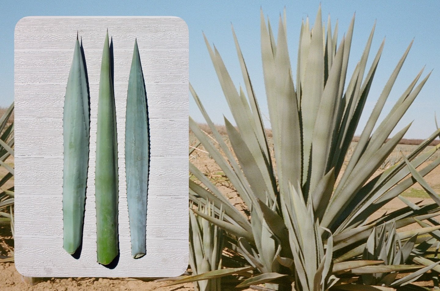 A comparison:&nbsp;
&nbsp;
Left:&nbsp; Agave Angustifolia (Espadin) - A long spear at the end of the leaf, muted green color, paddle like leaf, burrs along leaf edge further apart

Middle:&nbsp; Agave Tequilana (Yolo) - Shorter spear at the of the le