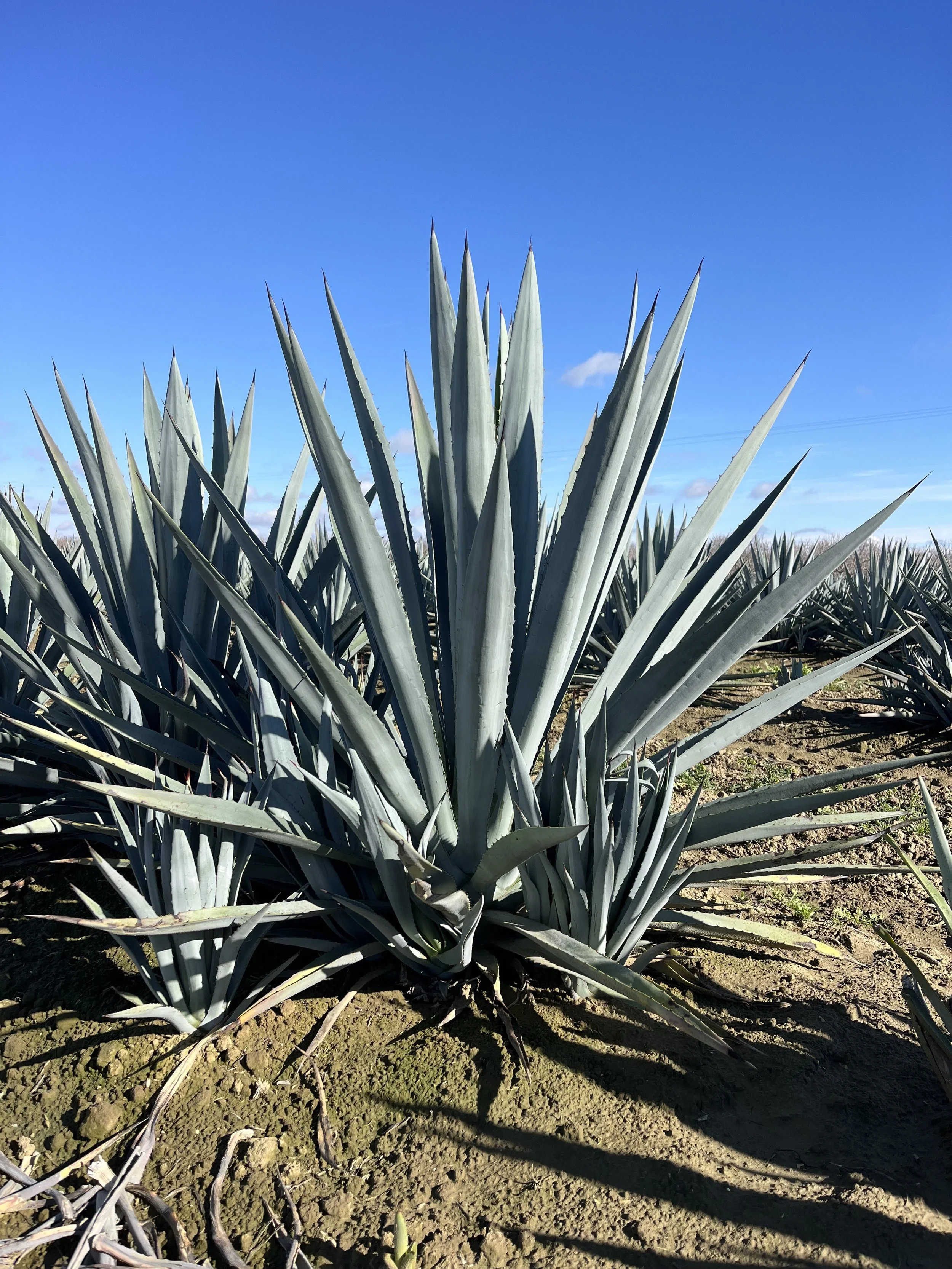 Agave angustifolia (aka espadin)