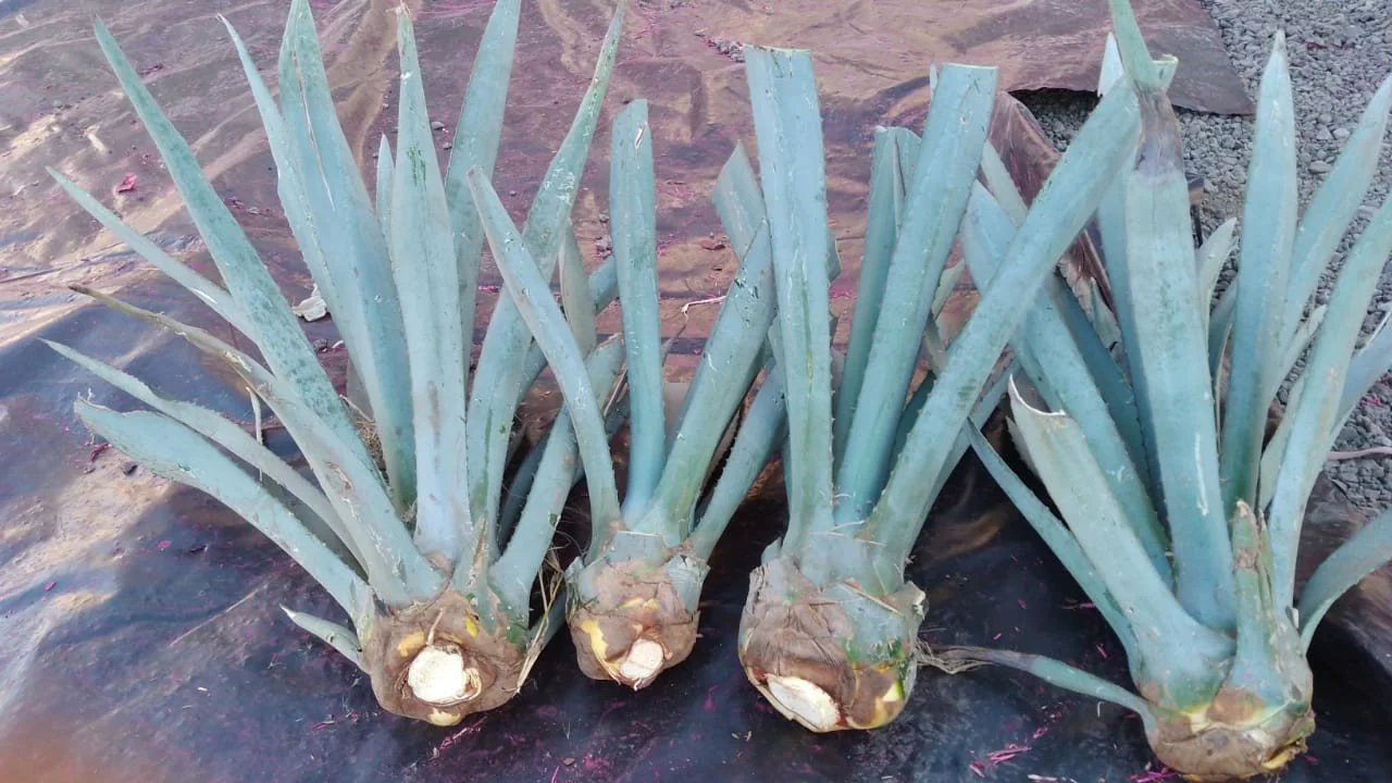 Agave karwinskii (unavailable)  California Agave Growers