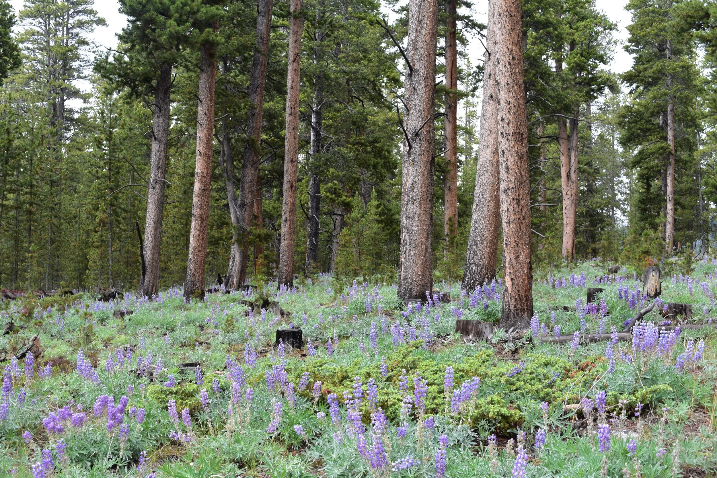Fun Driving experience from Minnesota to Wyoming
