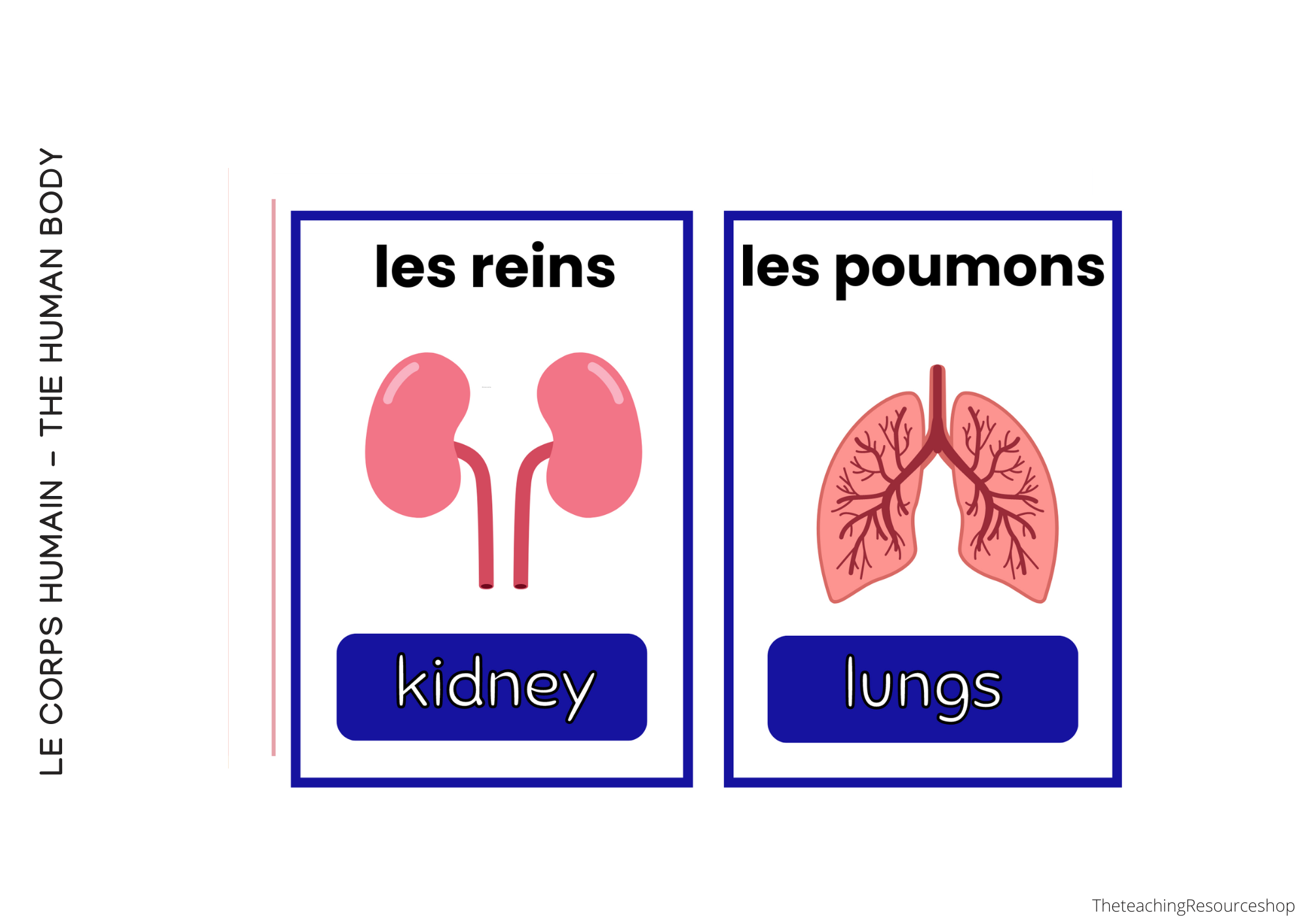 Irregular Verb Flashcards-33.png