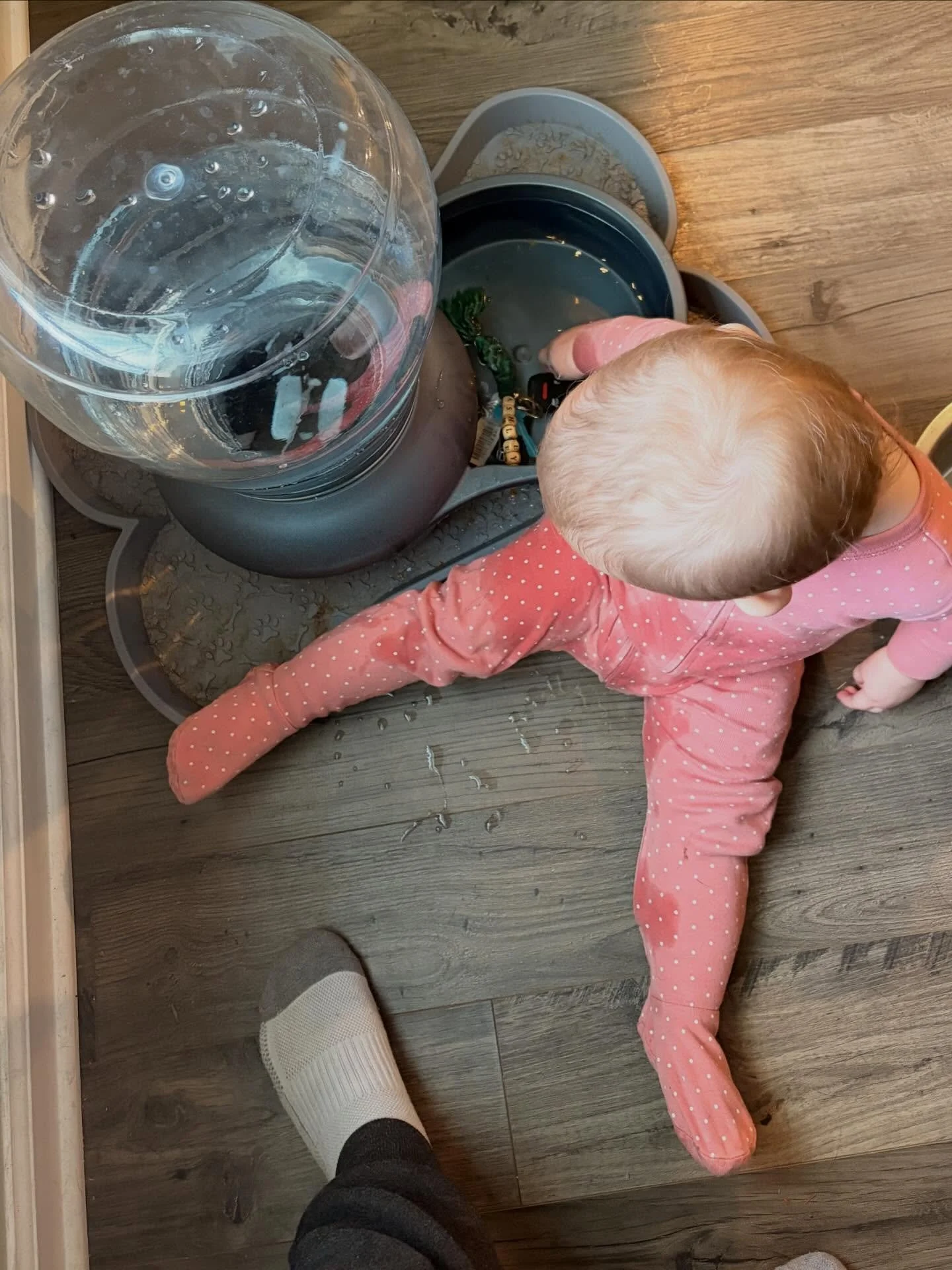 Gave Lucy a little bit of freedom and my keys while I tried to Bible study this morning. She threw my keys in the dog&rsquo;s water dish. Then smushed her fingers in a drawer of the Hoosier while I put the key fobs into rice and my back was turned. W