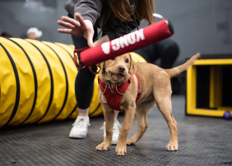 Free Indoor Play For Dogs Near Me Free Indoor Play For Dogs Near Me