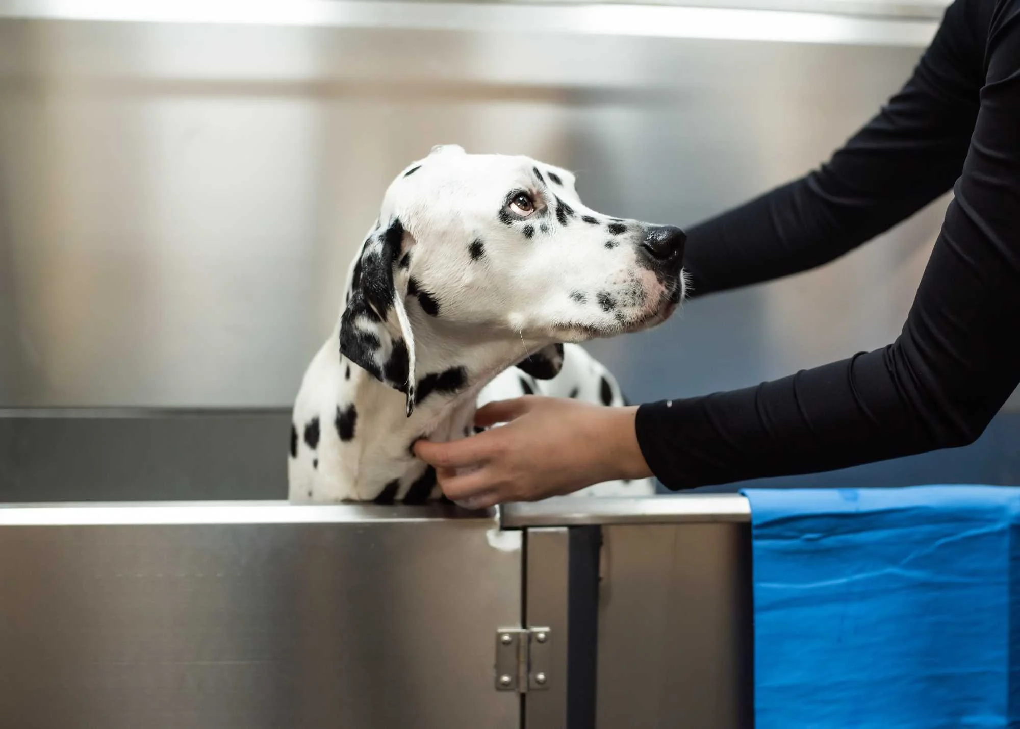 Dog Grooming Huddersfield | Dragonfly Dog — Dragonfly Dog
