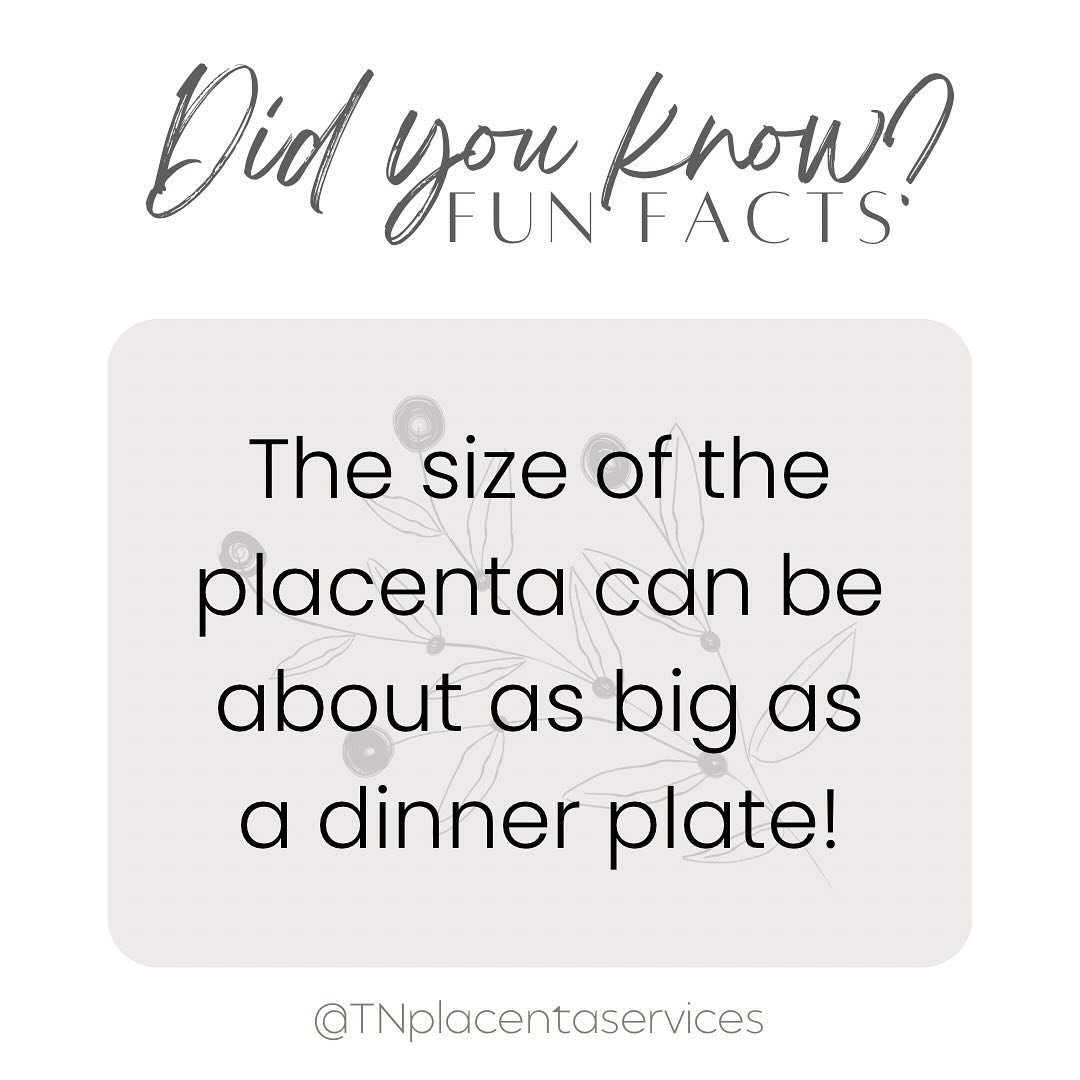 Ever wondered about the size of placenta? 🤔 It&rsquo;s fascinating how this vital organ varies! From as small as 6 inches in diameter to as large as 9+ inches, each placenta is unique, just like every pregnancy journey. 🍽️💫

Want to learn more abo