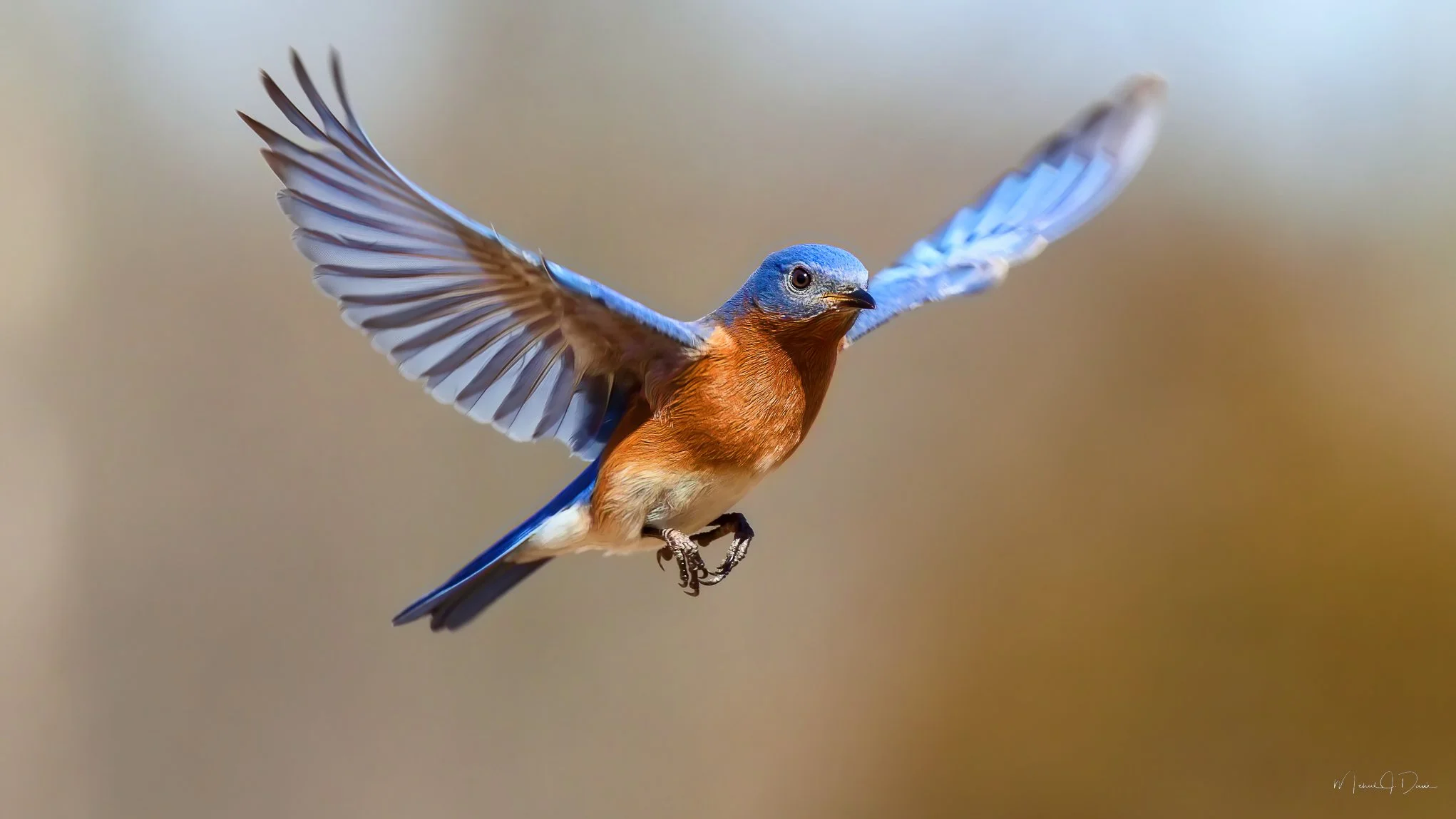 Farm Birds-600-Edit.jpg