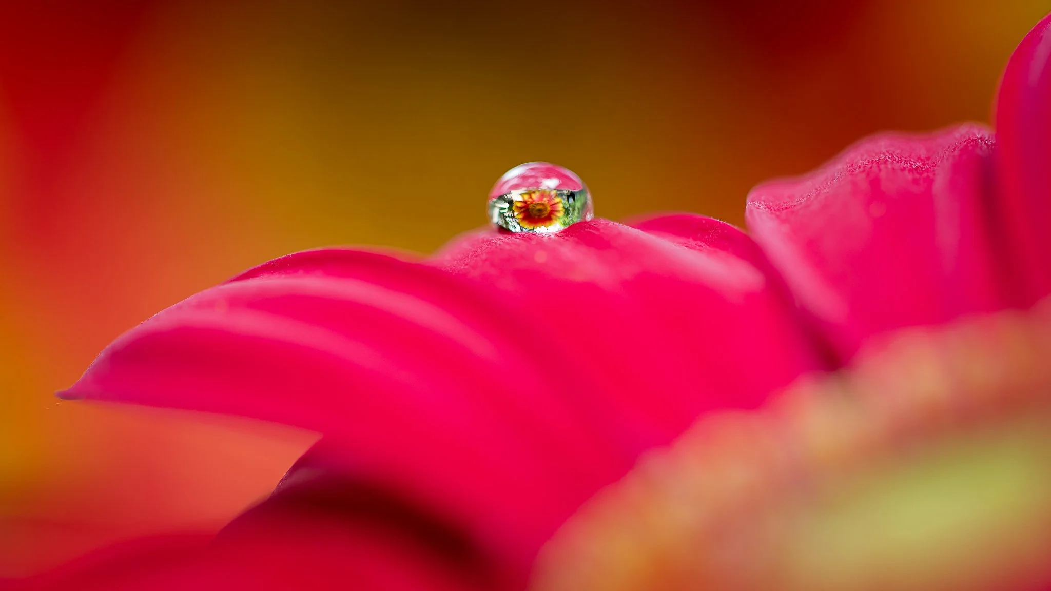 Flower-33-Edit.jpg
