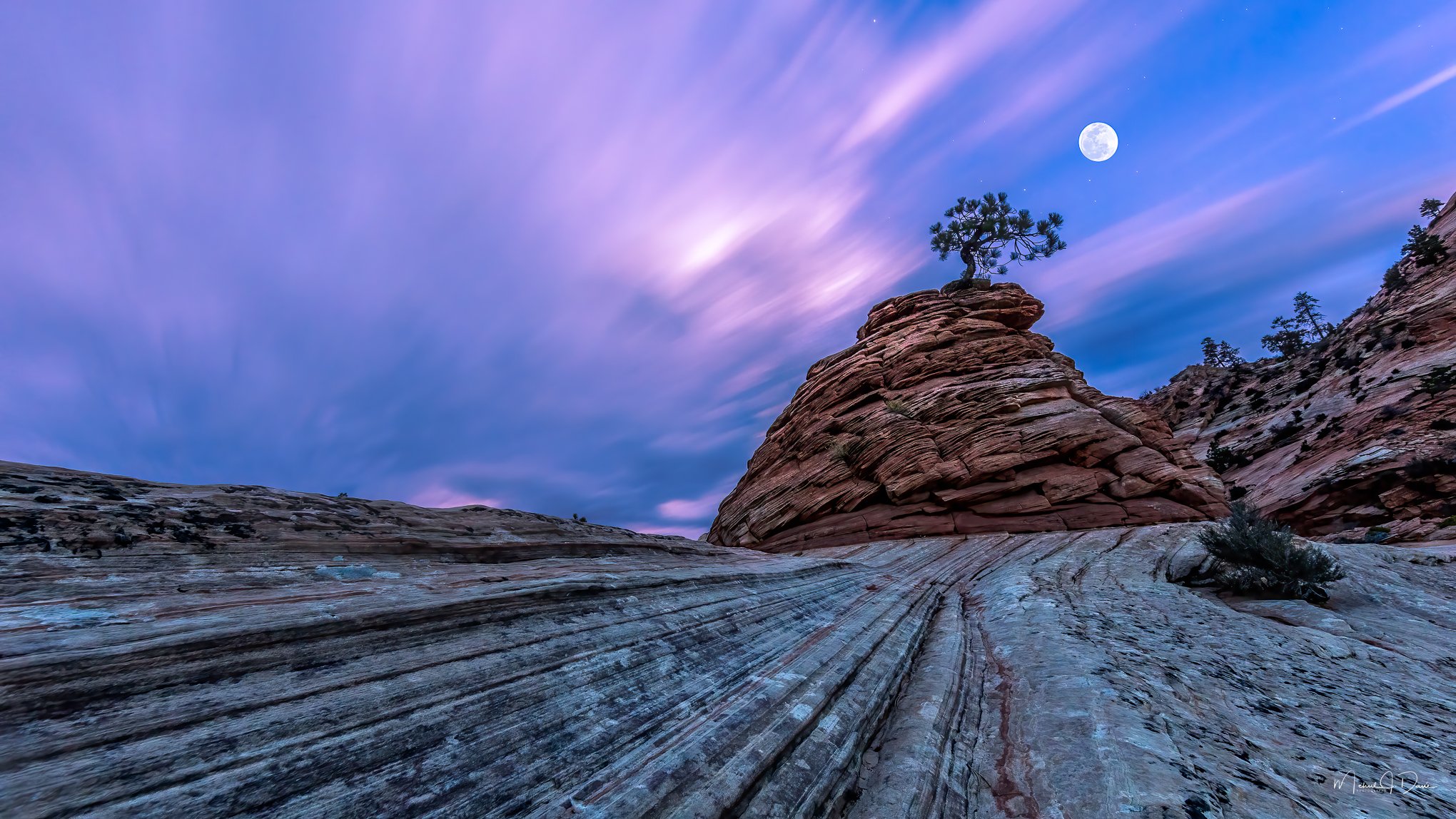 Zion Tree-1.jpg