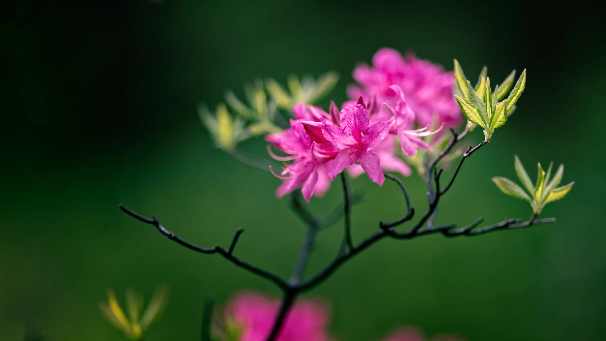 Flowers-759-Edit.jpg