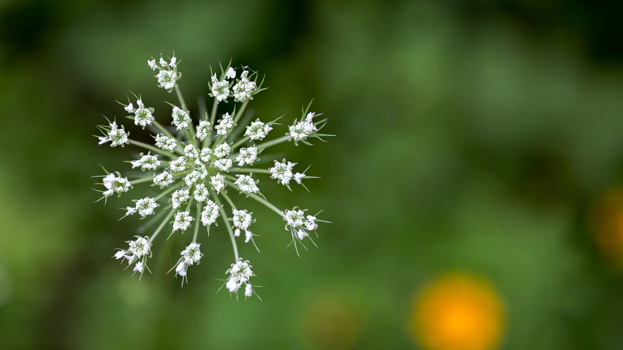 White Flower-24-Edit.jpg