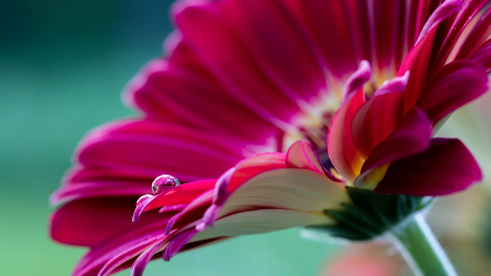 Red Flower-4-Edit-2.jpg