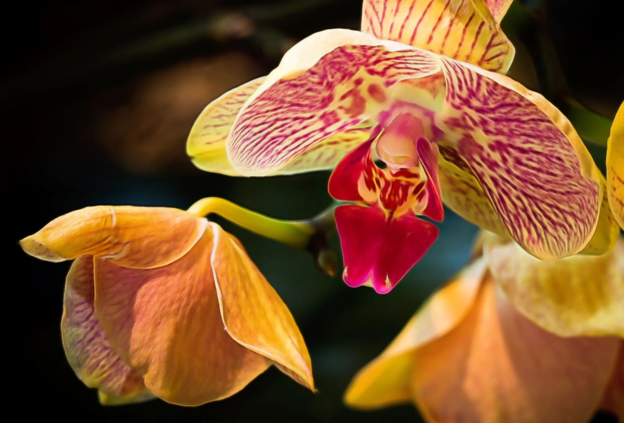 Orchids-77-Edit.jpg