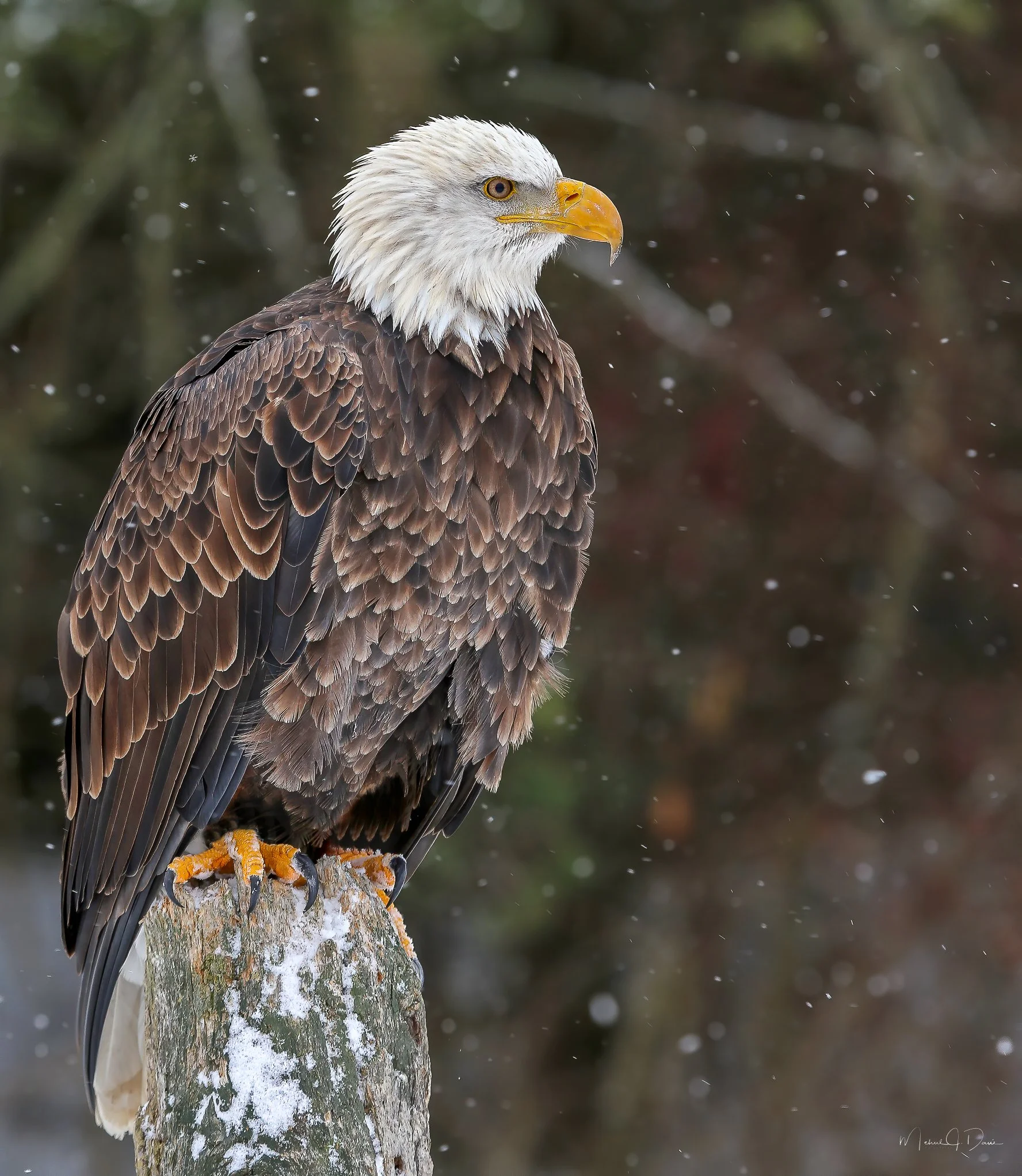 Eagle-4-Edit-Edit.jpg