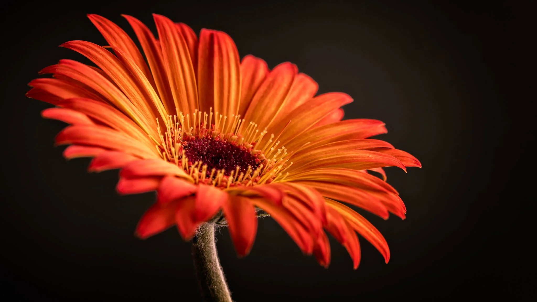 Flowers-703-Edit.jpg