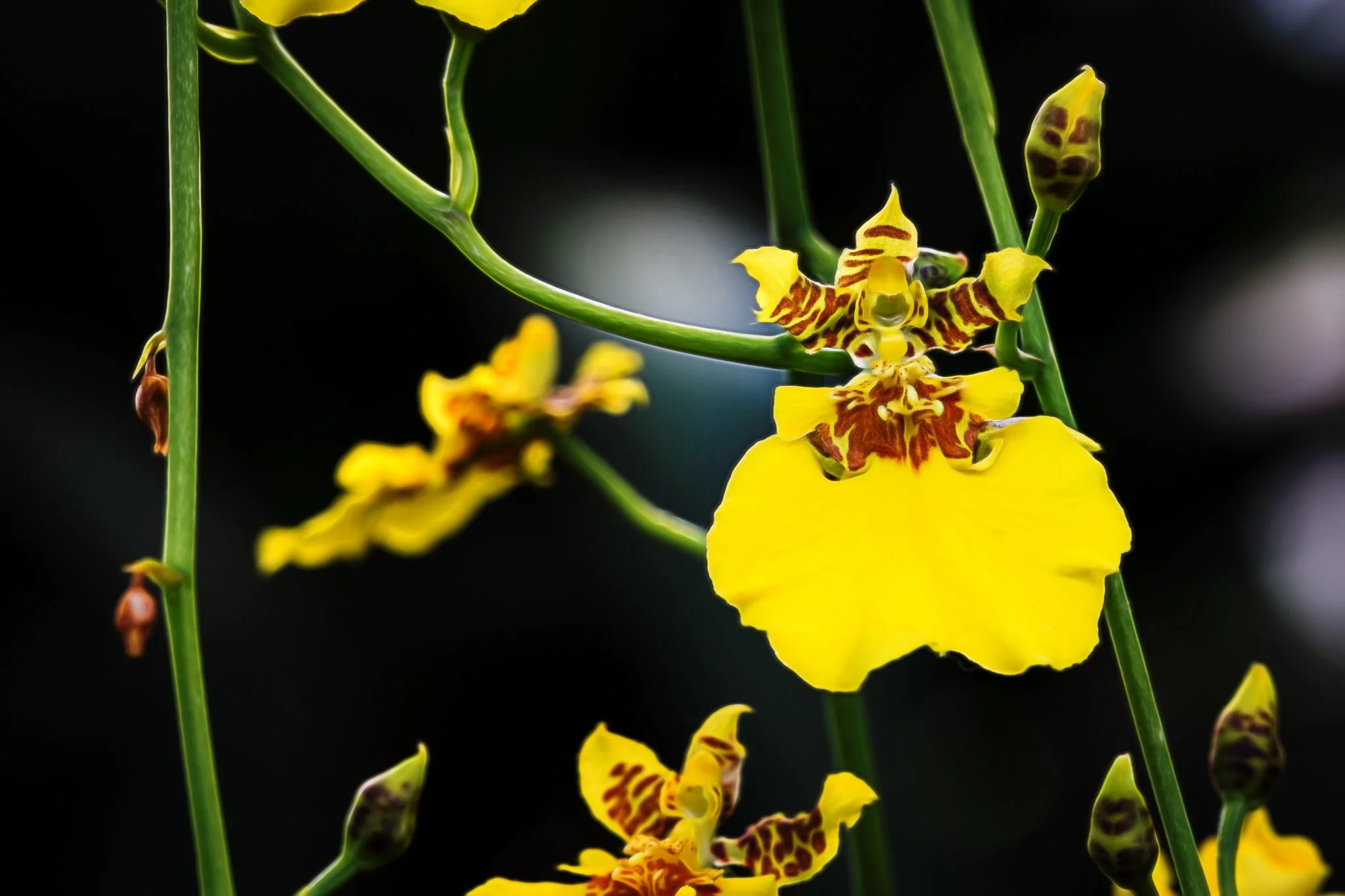 Orchids-41-Edit-2.jpg
