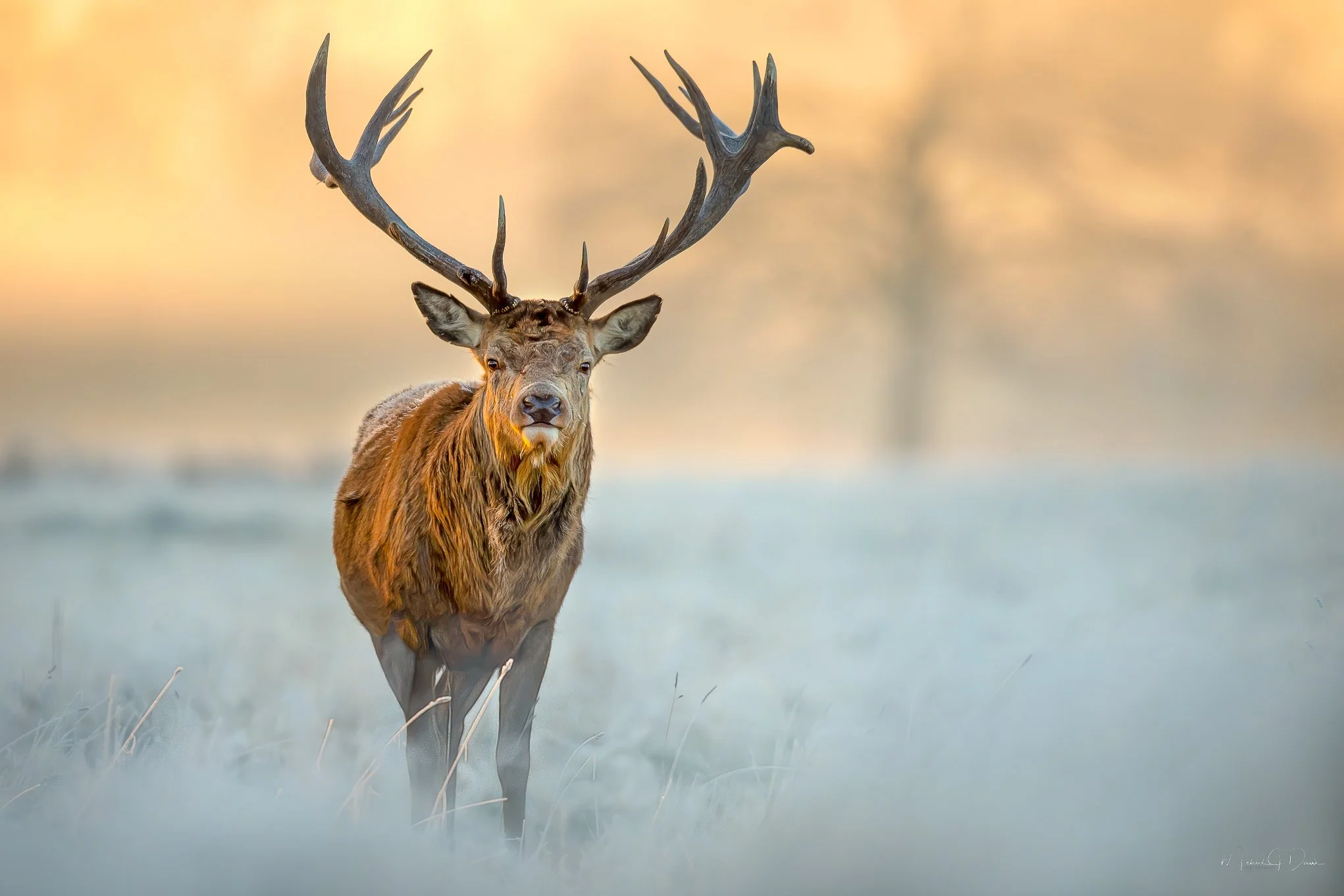 Farm Deer-34-Edit-2.jpg