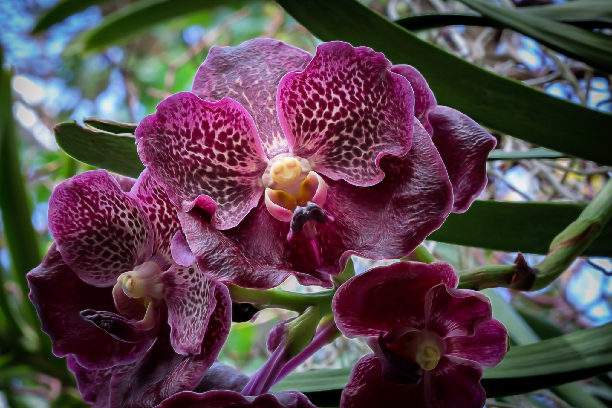 Orchids-36-Edit-2.jpg