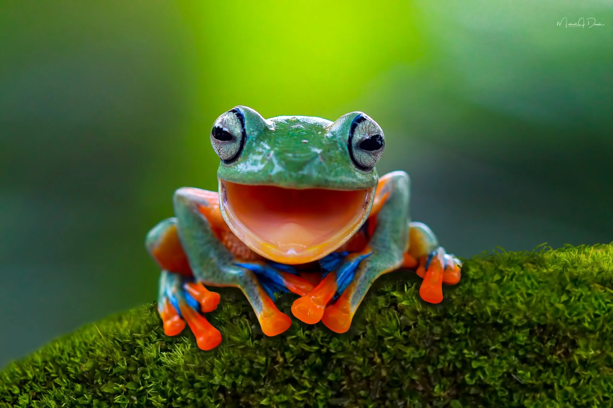 Laughing Frog.jpg