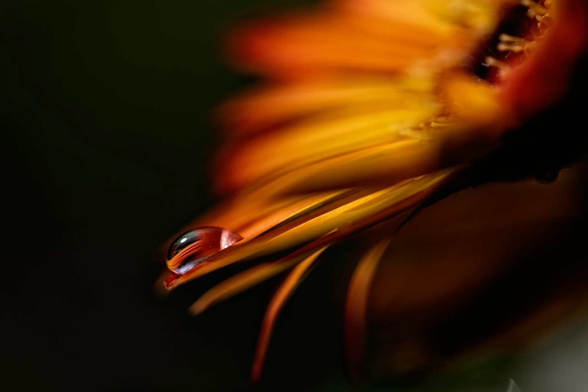 Flowers-788-Edit.jpg
