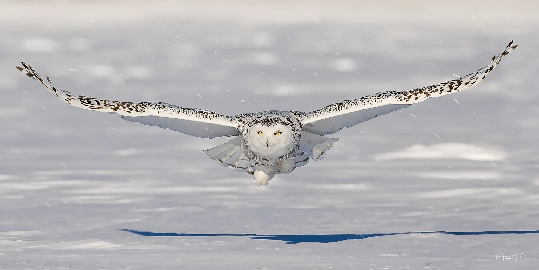 Snowy+Owl-1.jpg.webp