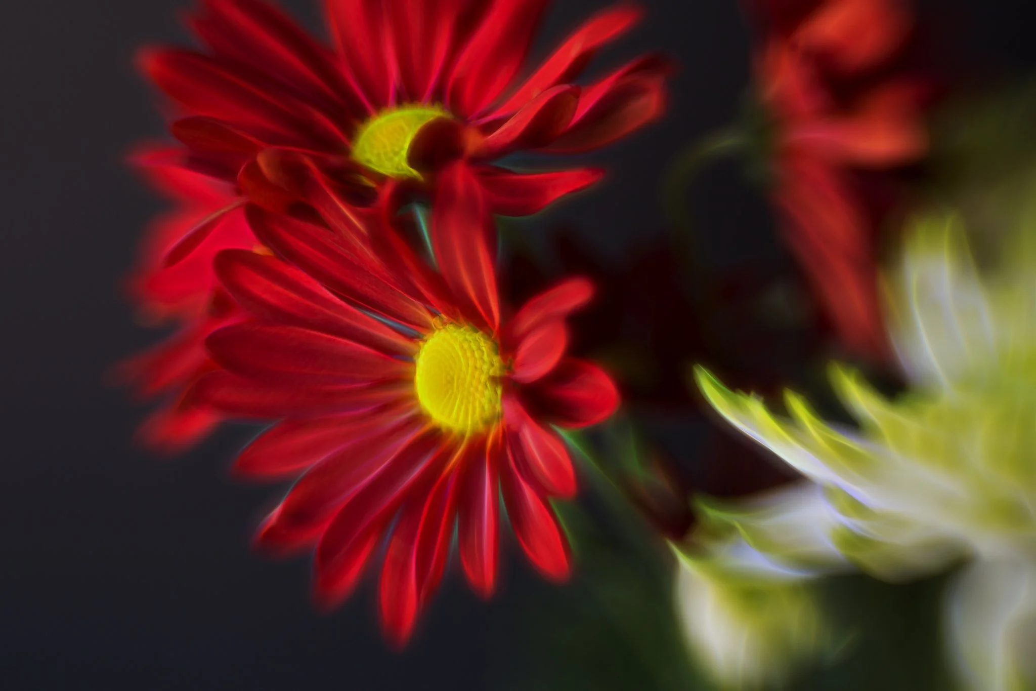 2015 12 20 - Flowers-5-Edit.jpg