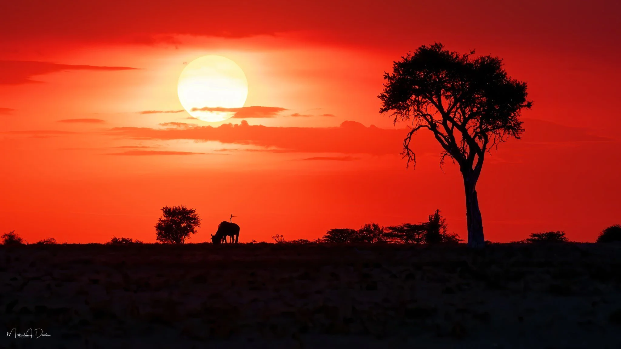 African Sunset.jpg