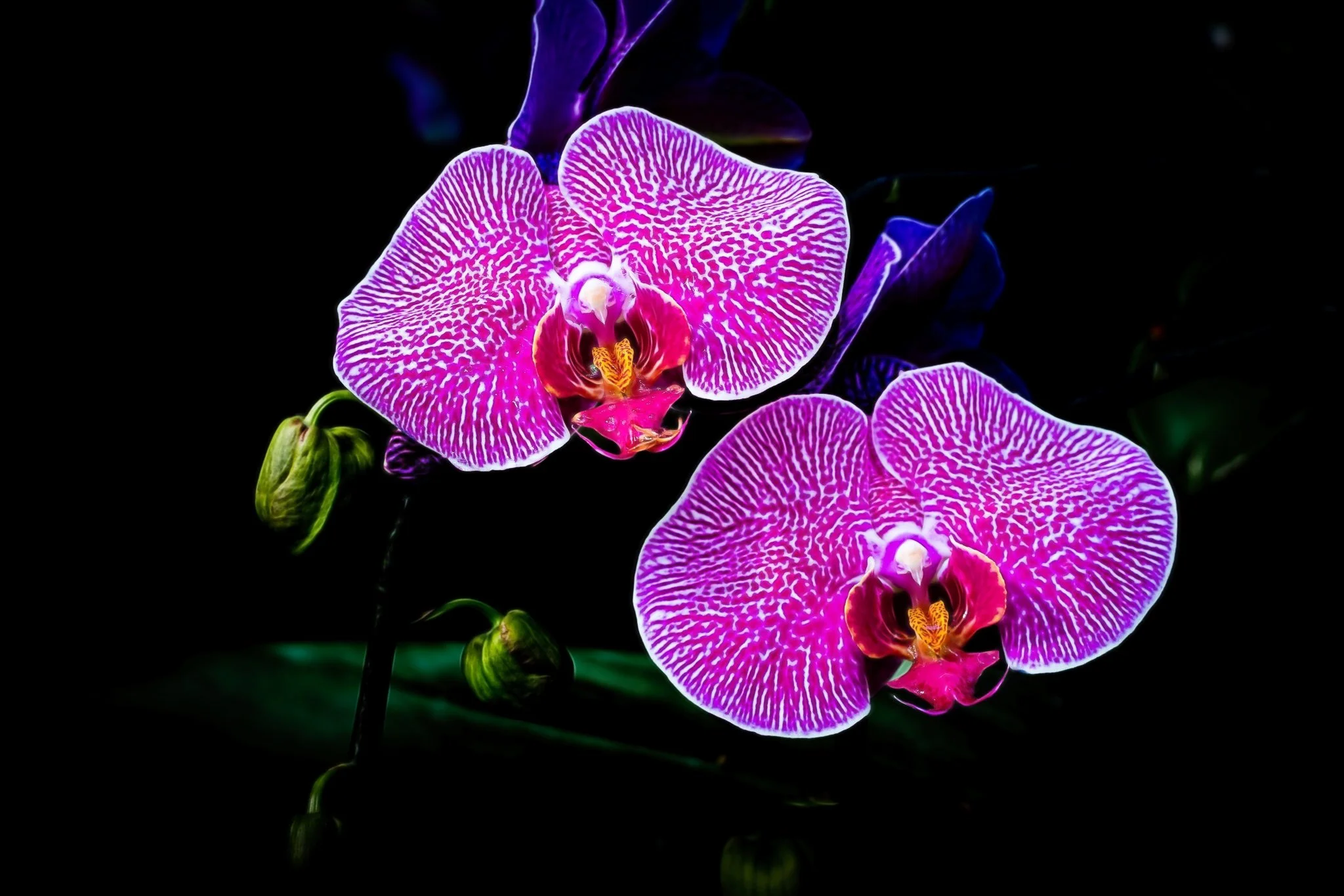 Orchids-21-Edit-Edit-Edit-5.jpg