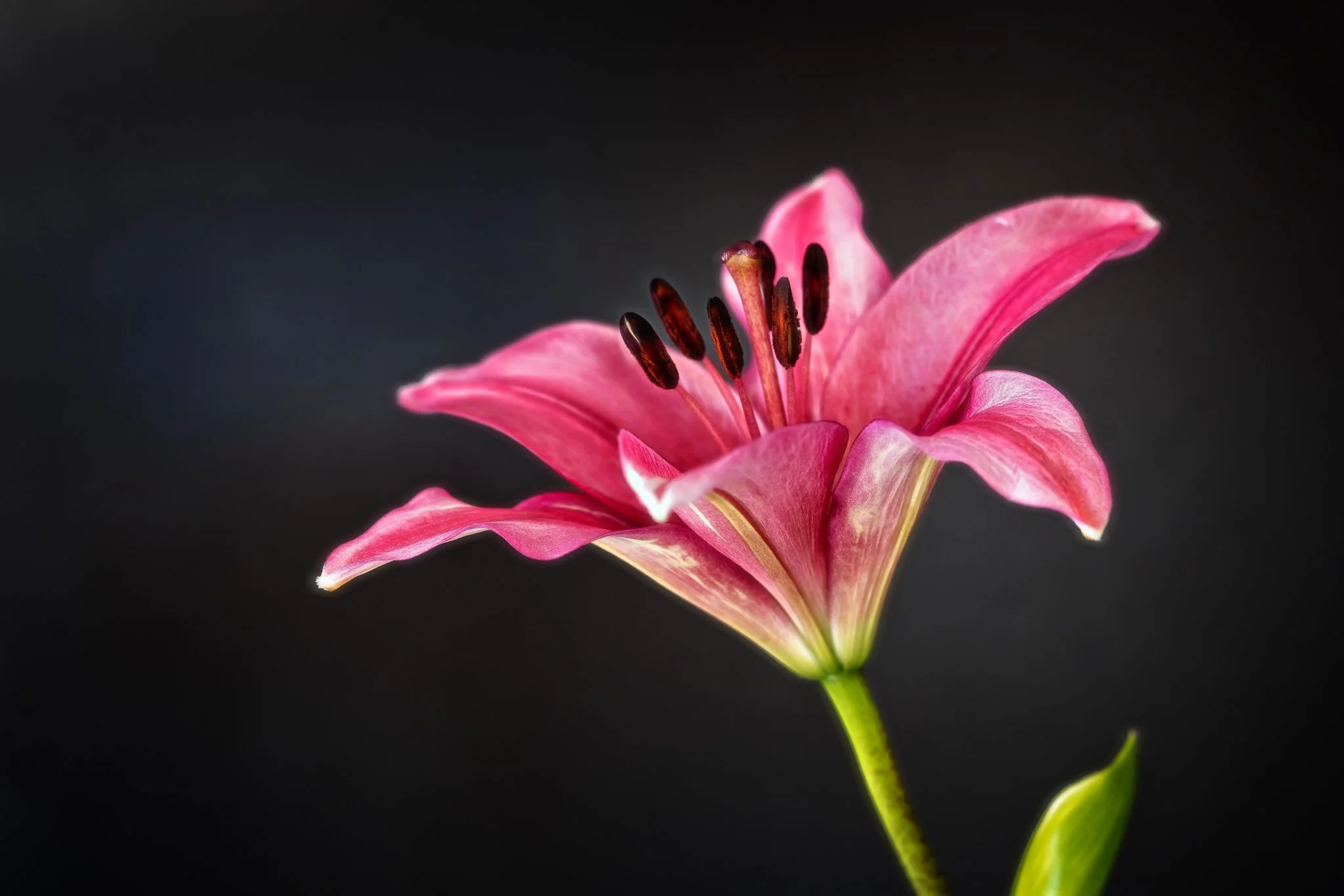 Flowers-106-Edit-Edit.jpg