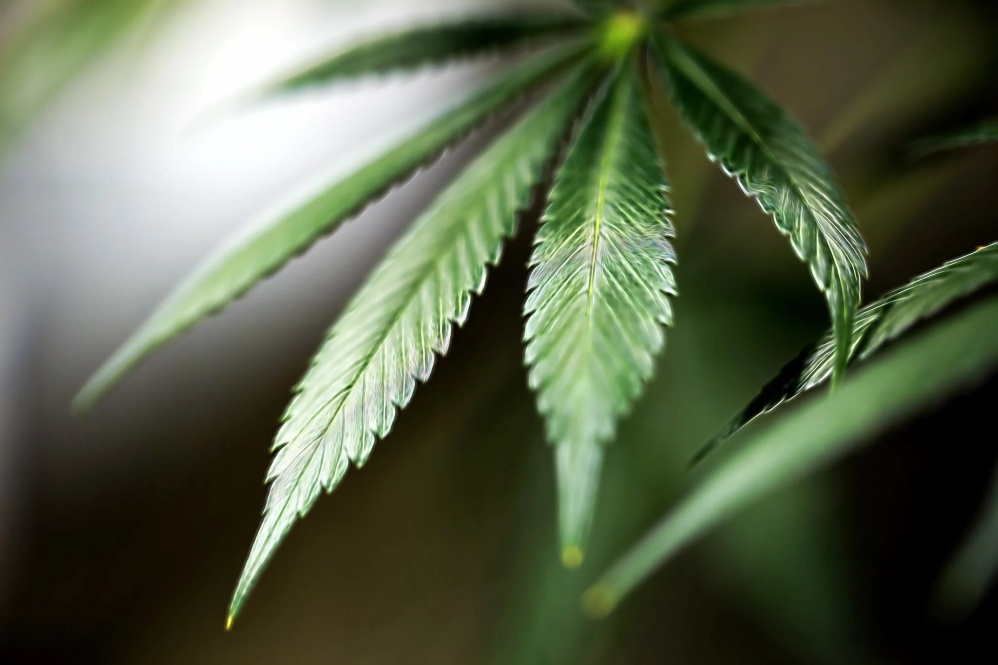 Dream Steam-178-Edit.jpg