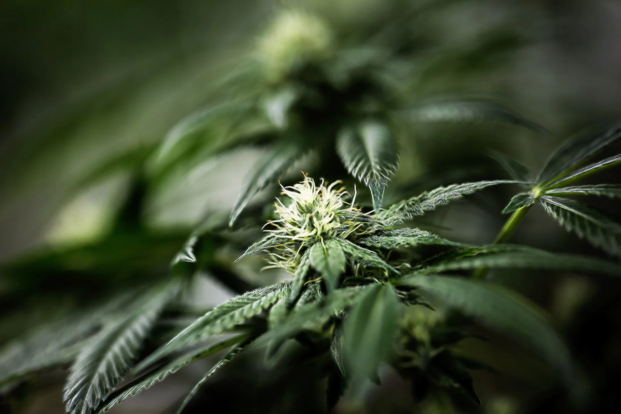 Dream Steam-177-Edit.jpg