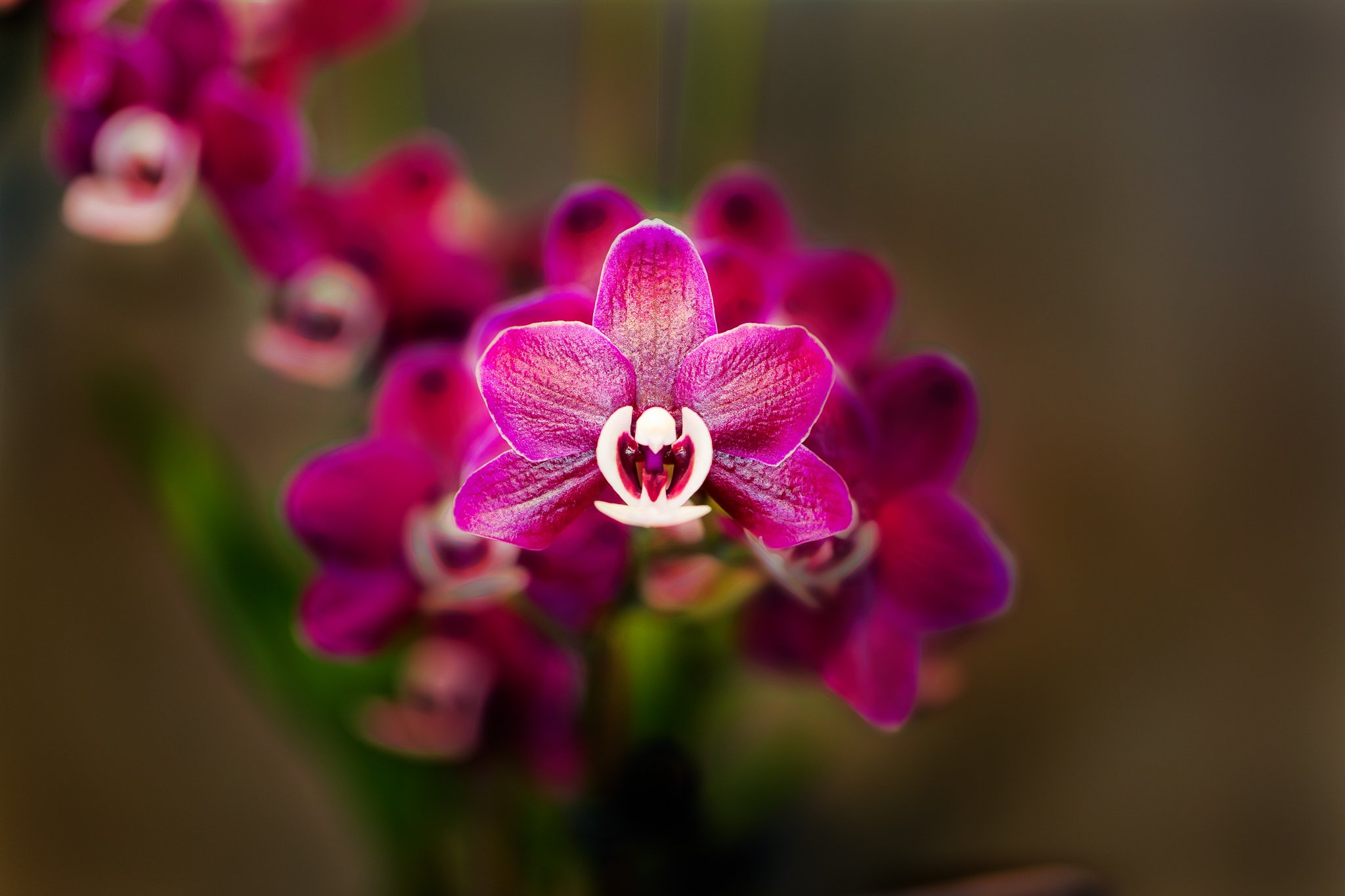 Botanic Garden-74-Edit-2-Edit-4.jpg