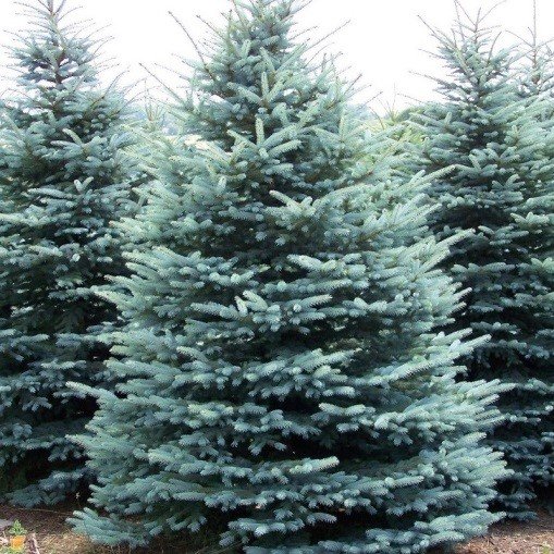 Spruce Colorado Blue (3).jpg