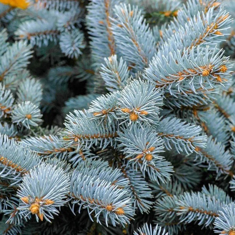 Spruce Colorado Blue (4).jpg