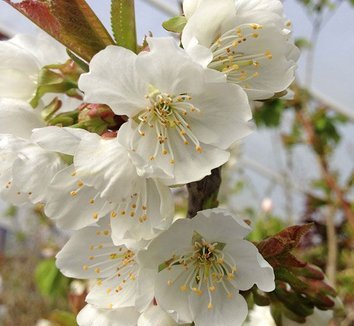 CHERRY Van Sweet a.jpg