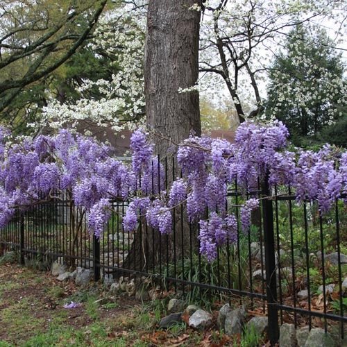 Wisteria Blue Moon 3.jpg