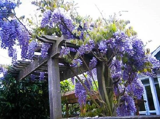 Wisteria Blue Moon 1.jpg